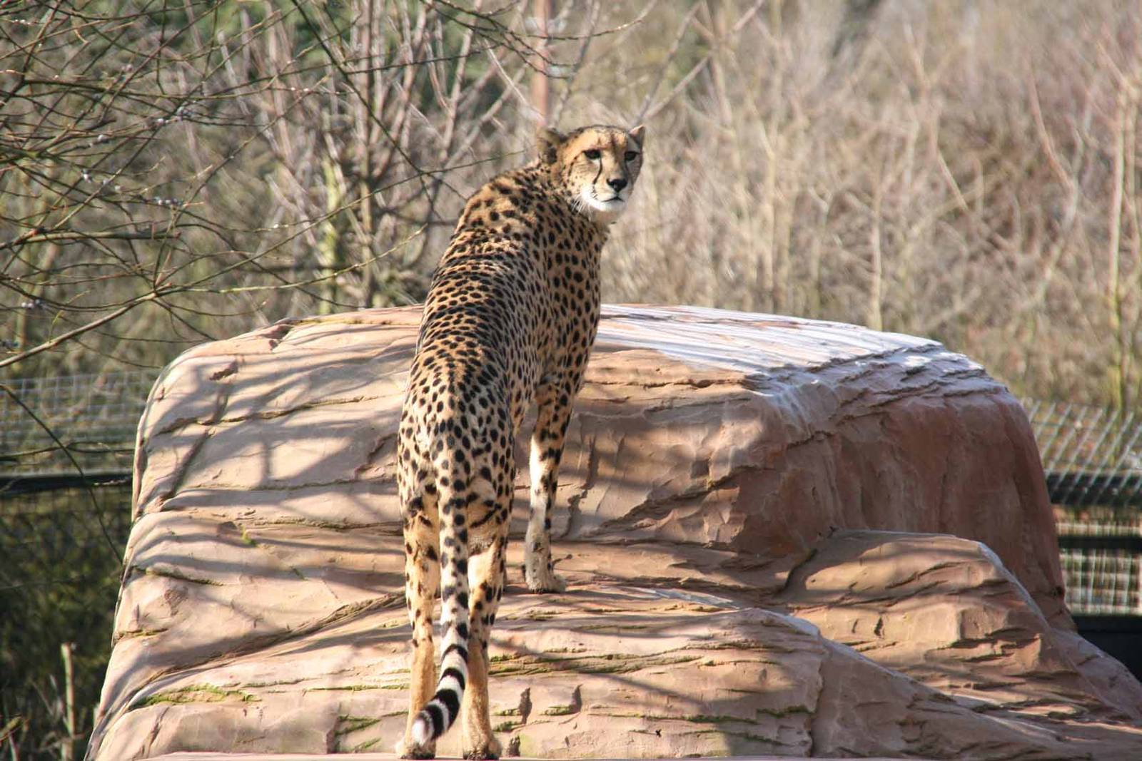Female Cheetah called Uria