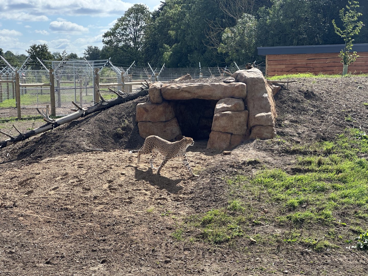 Female Cheetah Darcy
