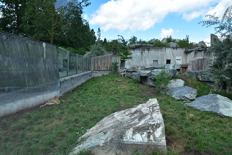 Female cheetah enclosure