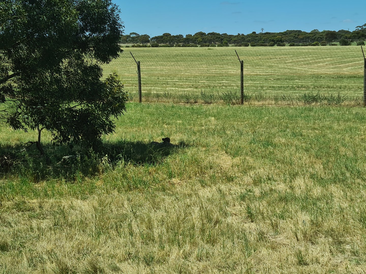Female Cheetah laying in long grass under tree