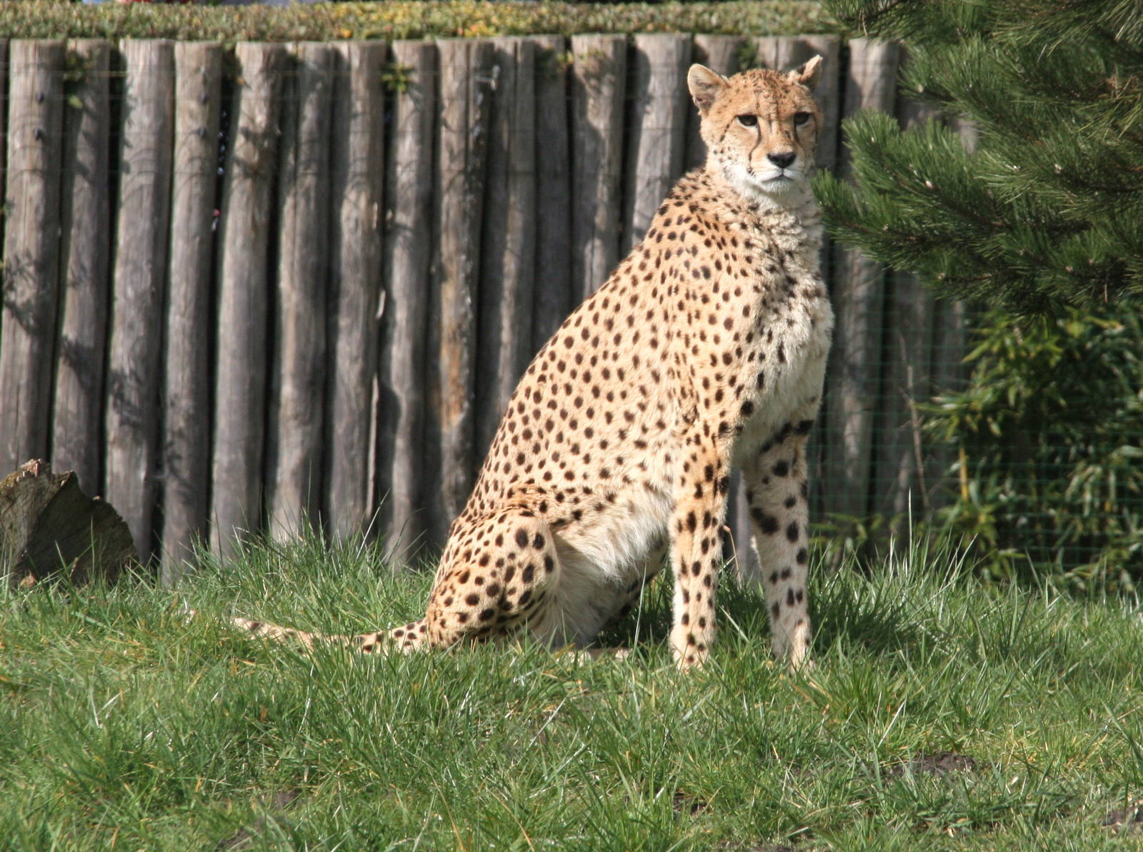 Female Cheetah