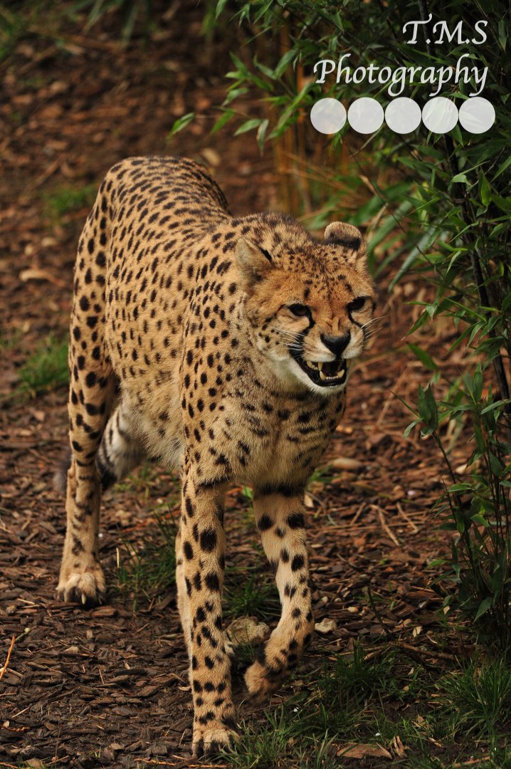 Female Cheetah