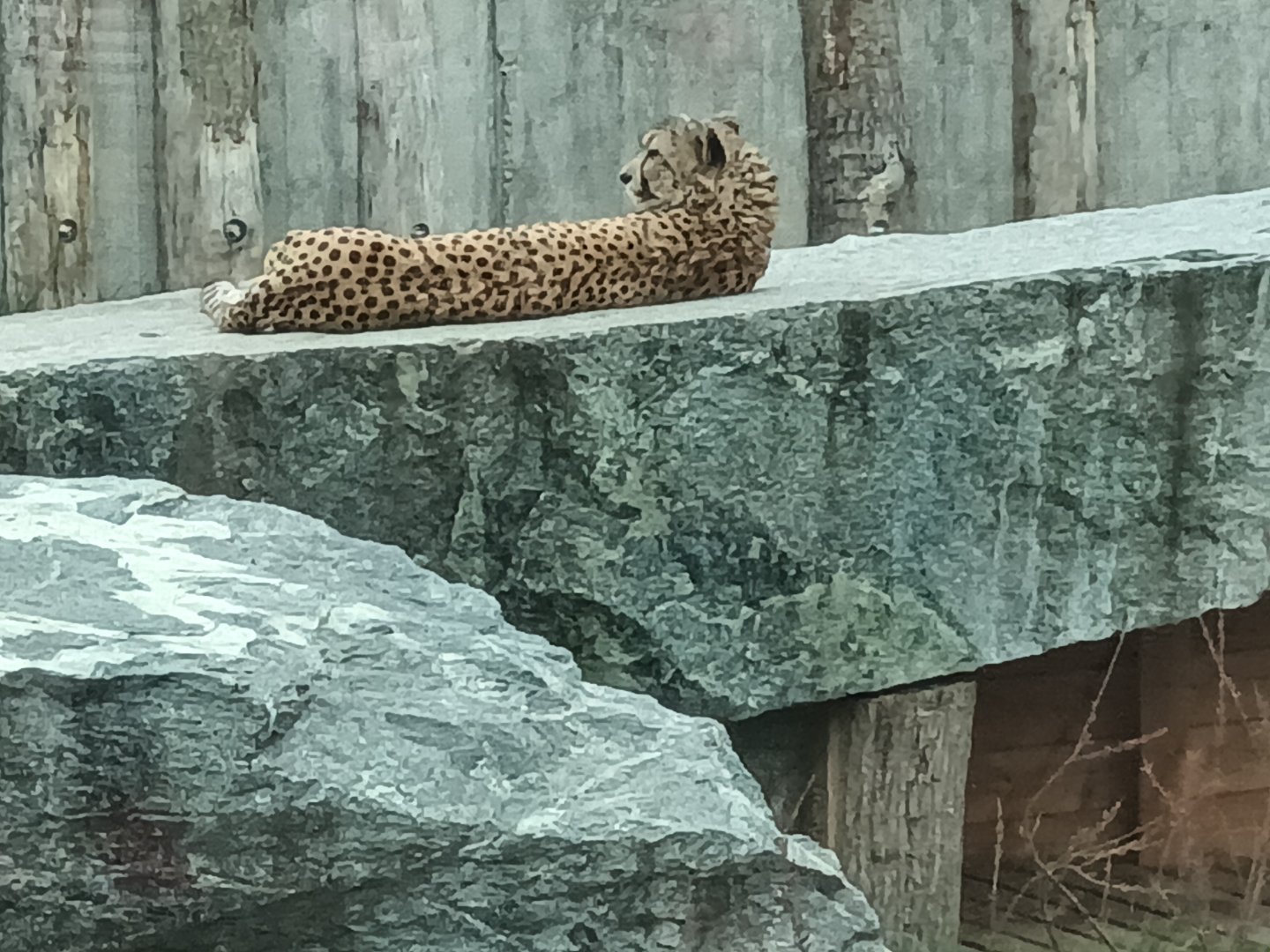 Female Cheetah