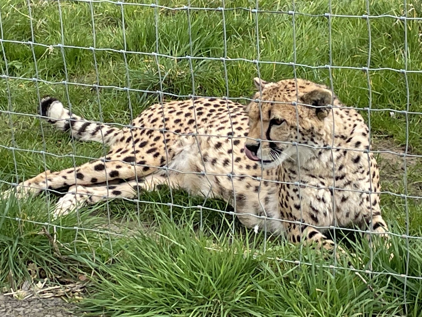 Female Cheetah