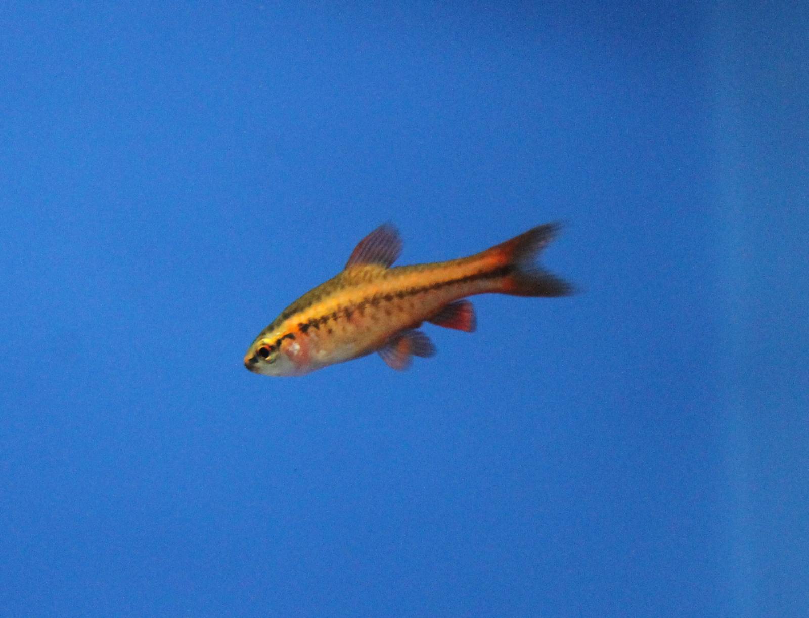 Female Cherry barb