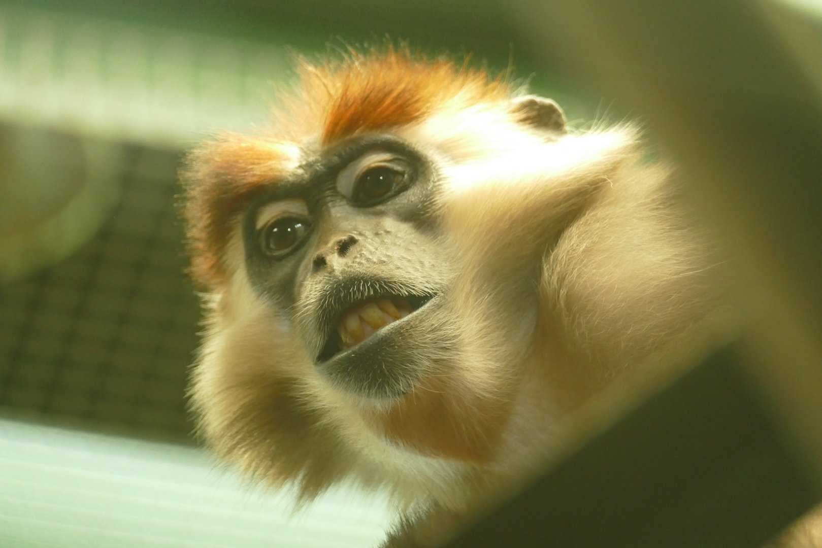 Female Cherry-Crowned Mangabey, April 2021