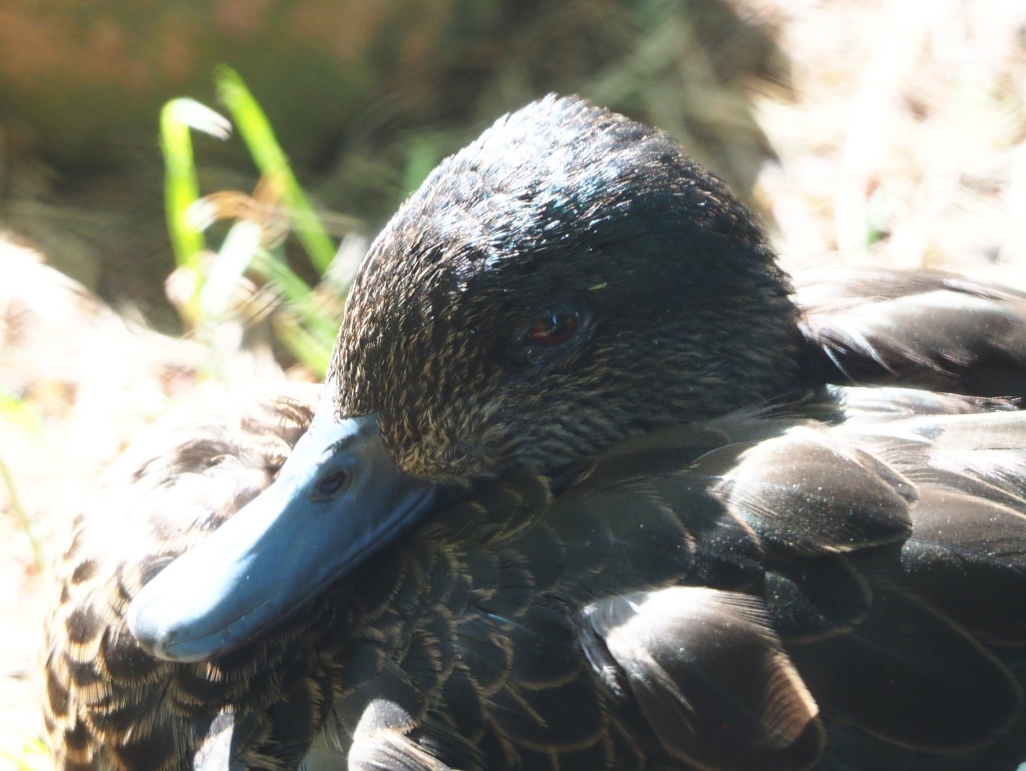 Female Chestnut teal (Anas castanea), 2020-06-12