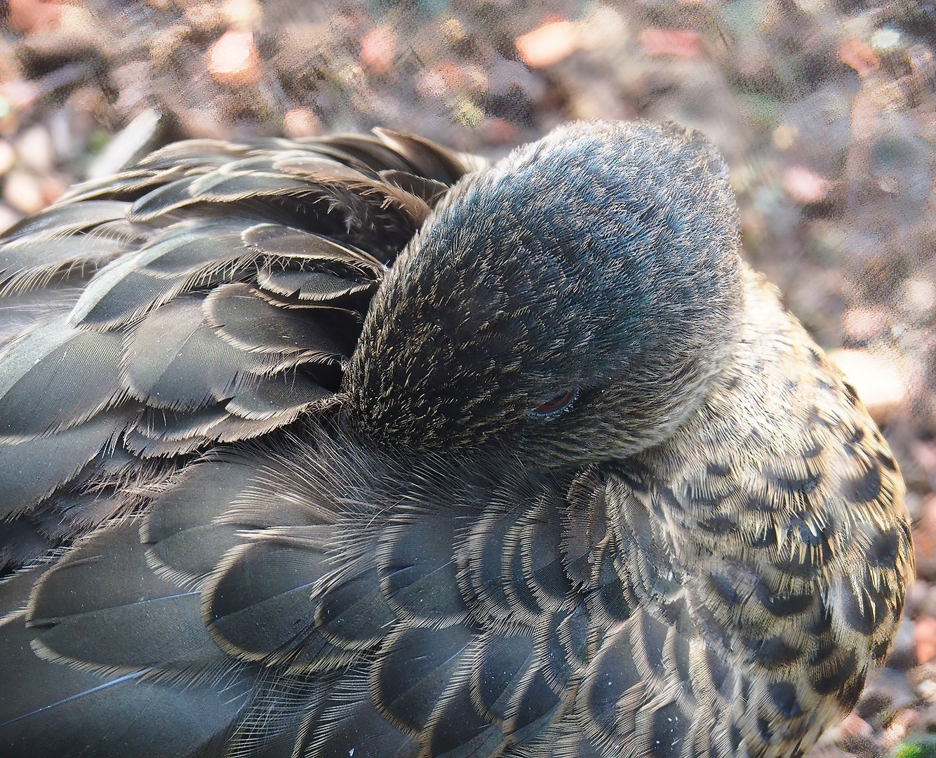Female Chestnut teal (Anas castanea), 2022-09-12