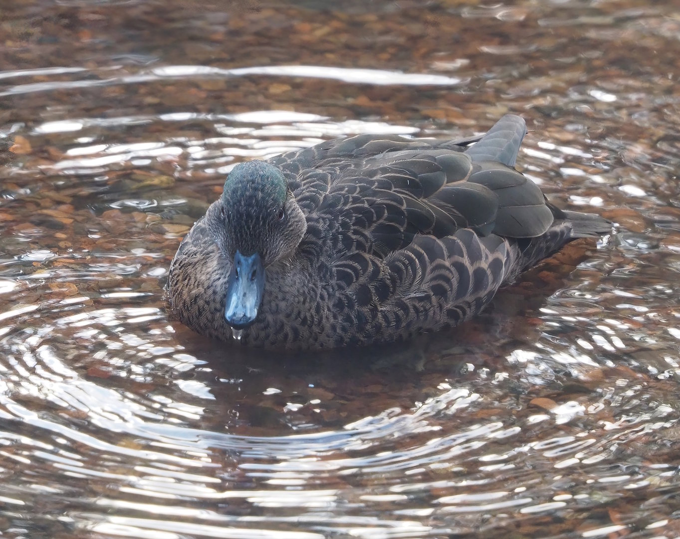 Female Chestnut teal (Anas castanea), 2022-12-27