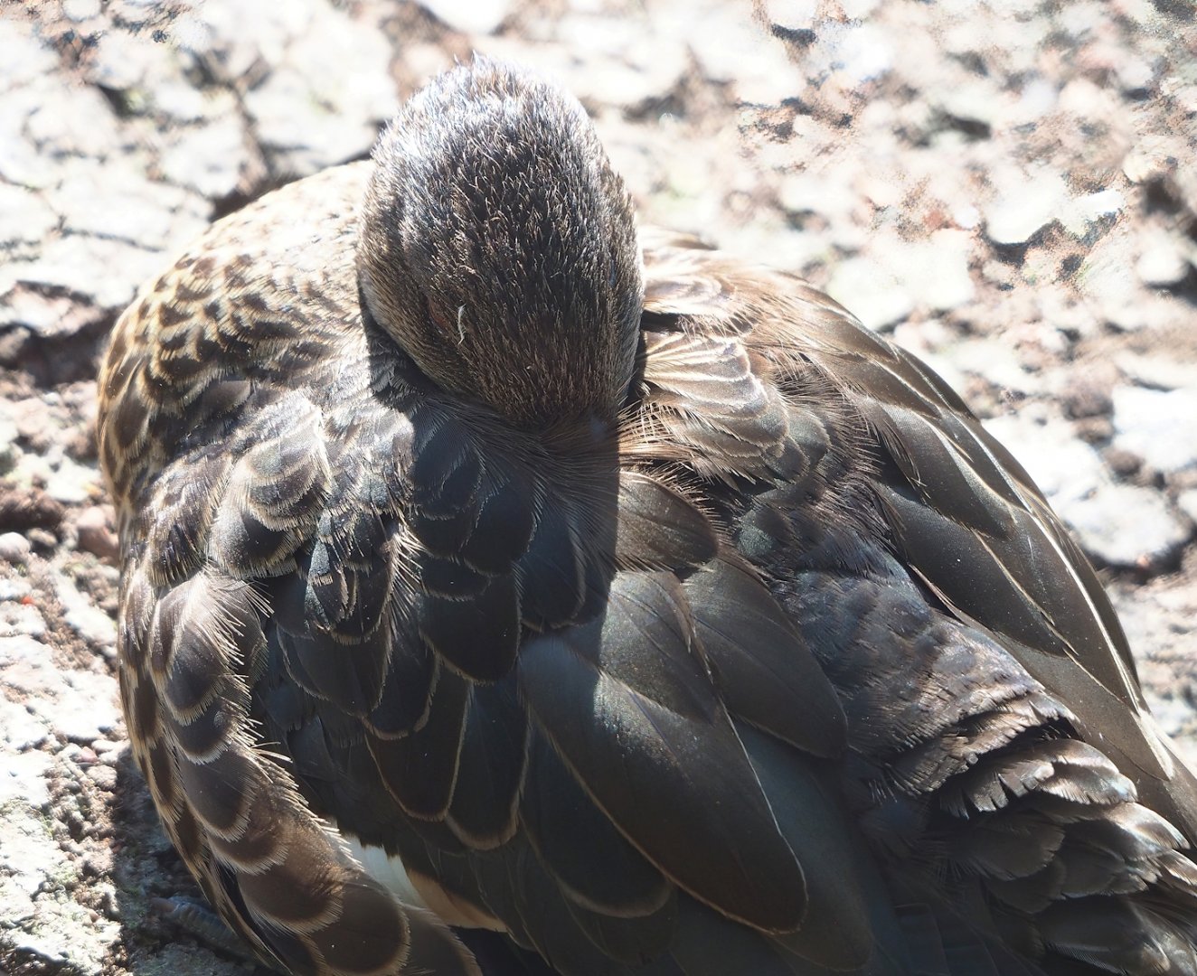 Female Chestnut teal (Anas castanea), 2023-06-04