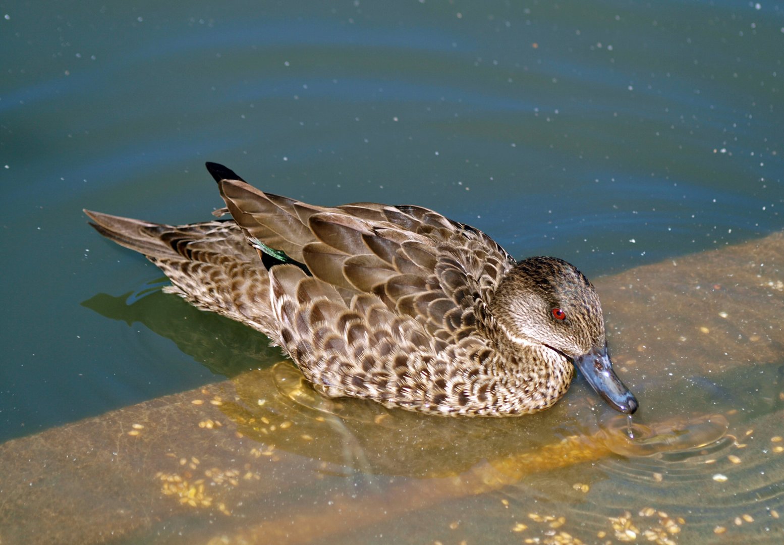 Female Chestnut teal?