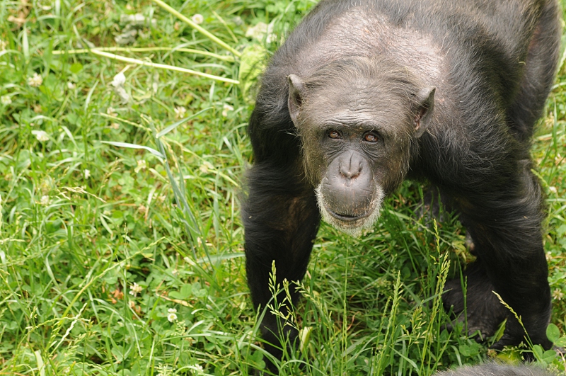 Female chimp at Neuwied