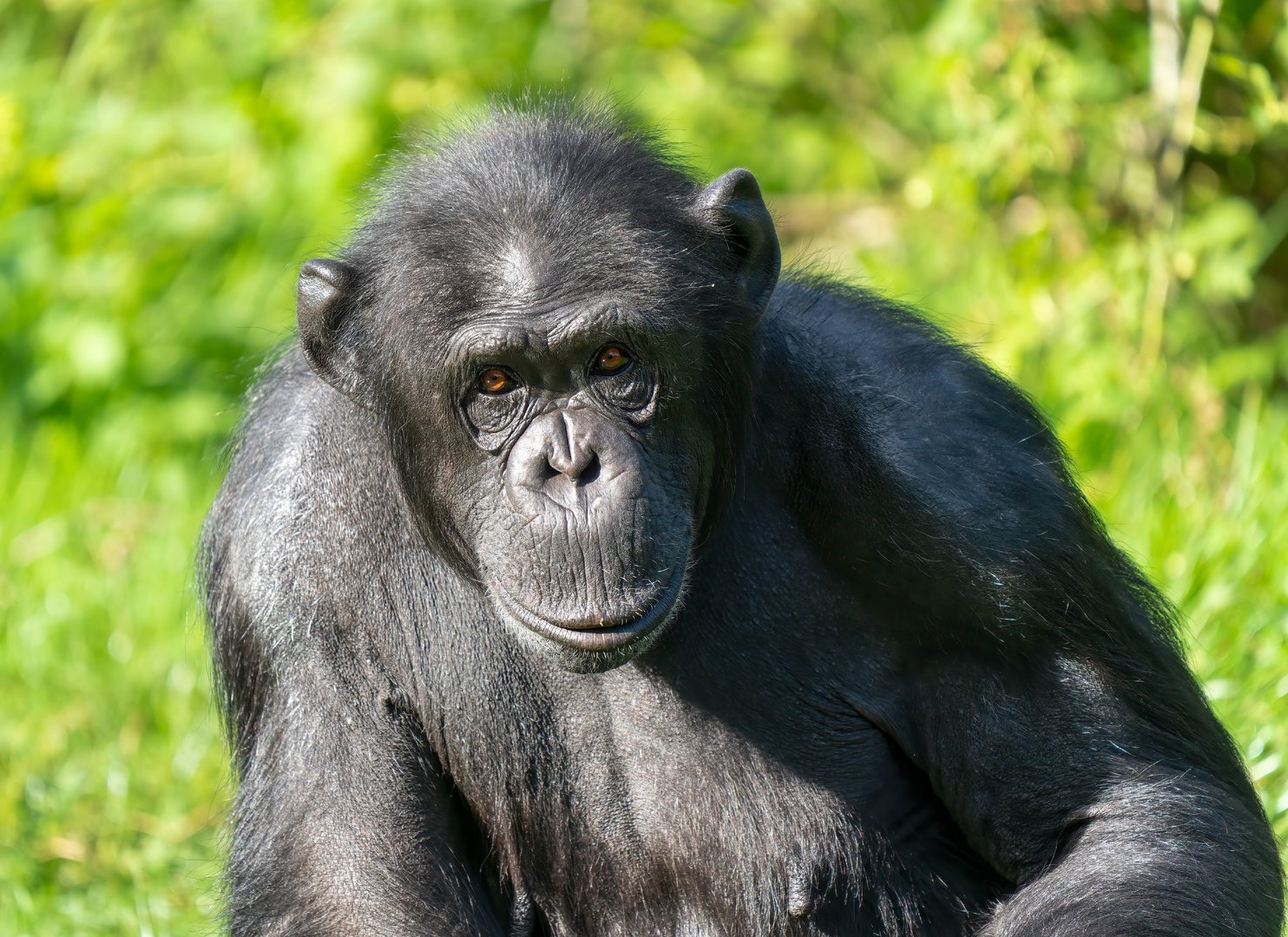 Female chimp (Bonnie), ZSL Whipsnade