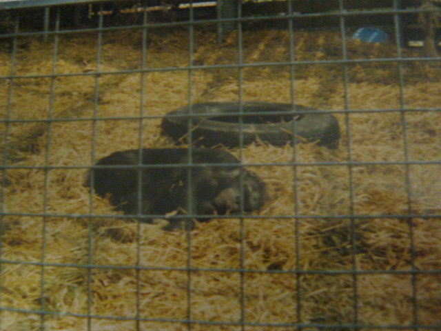 Female Chimp Cressida June 1985.