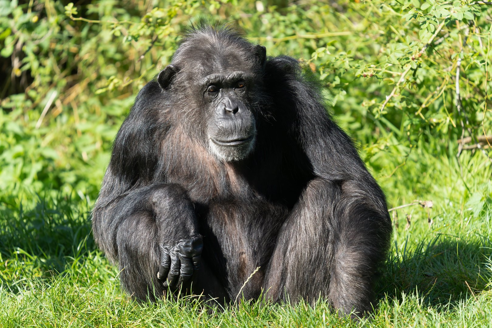 Female chimp (Koko), ZSL Whipsnade, UK