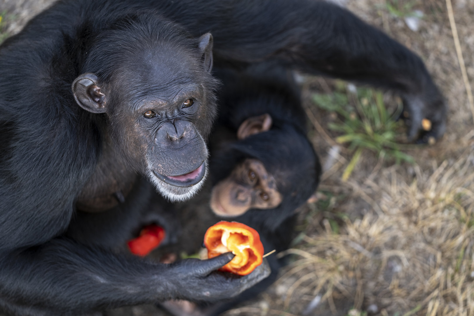 Female chimpansee and juvenile