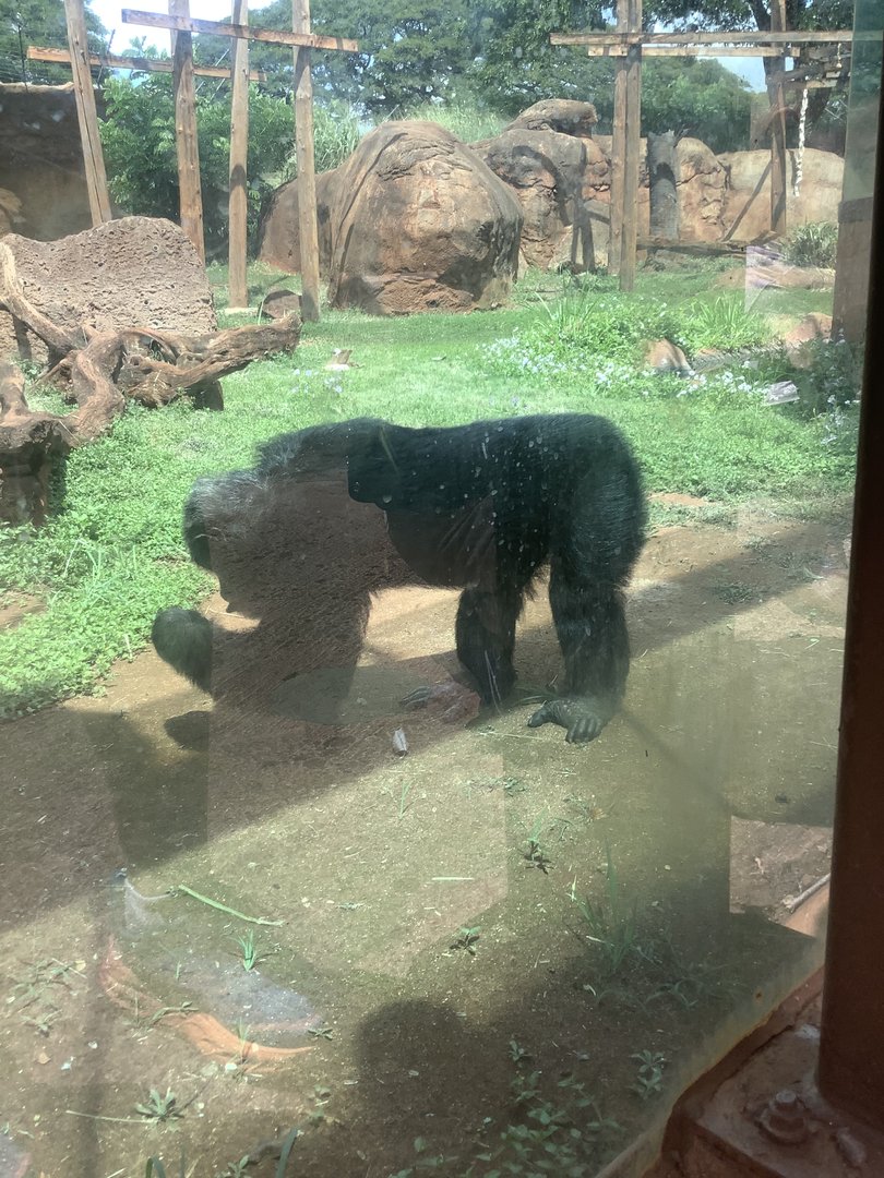 Female Chimpanzee 3/25/23