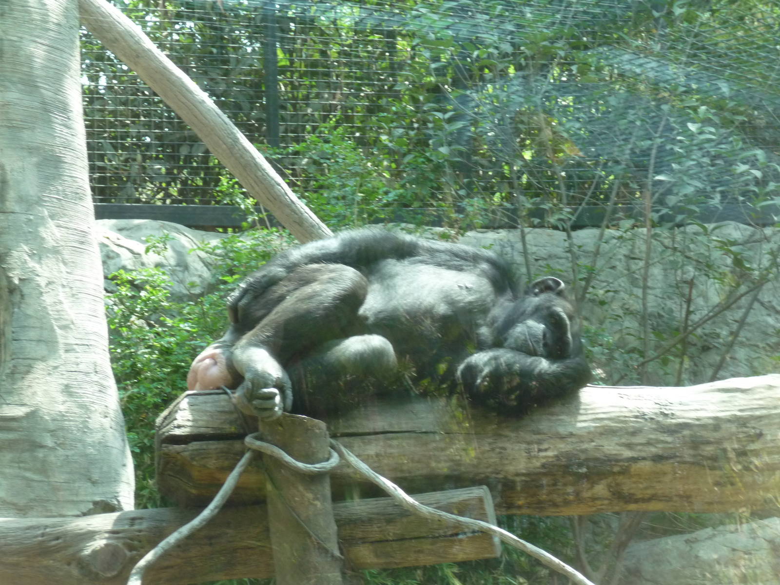 female chimpanzee chapultepec zoo