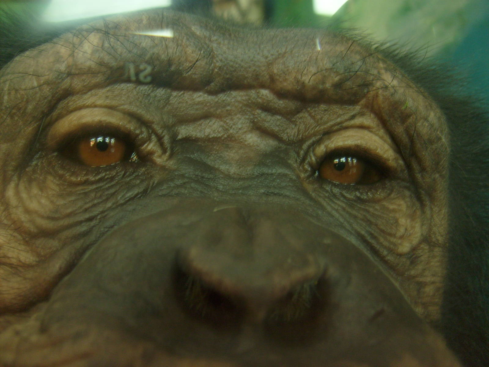 Female chimpanzee closeup
