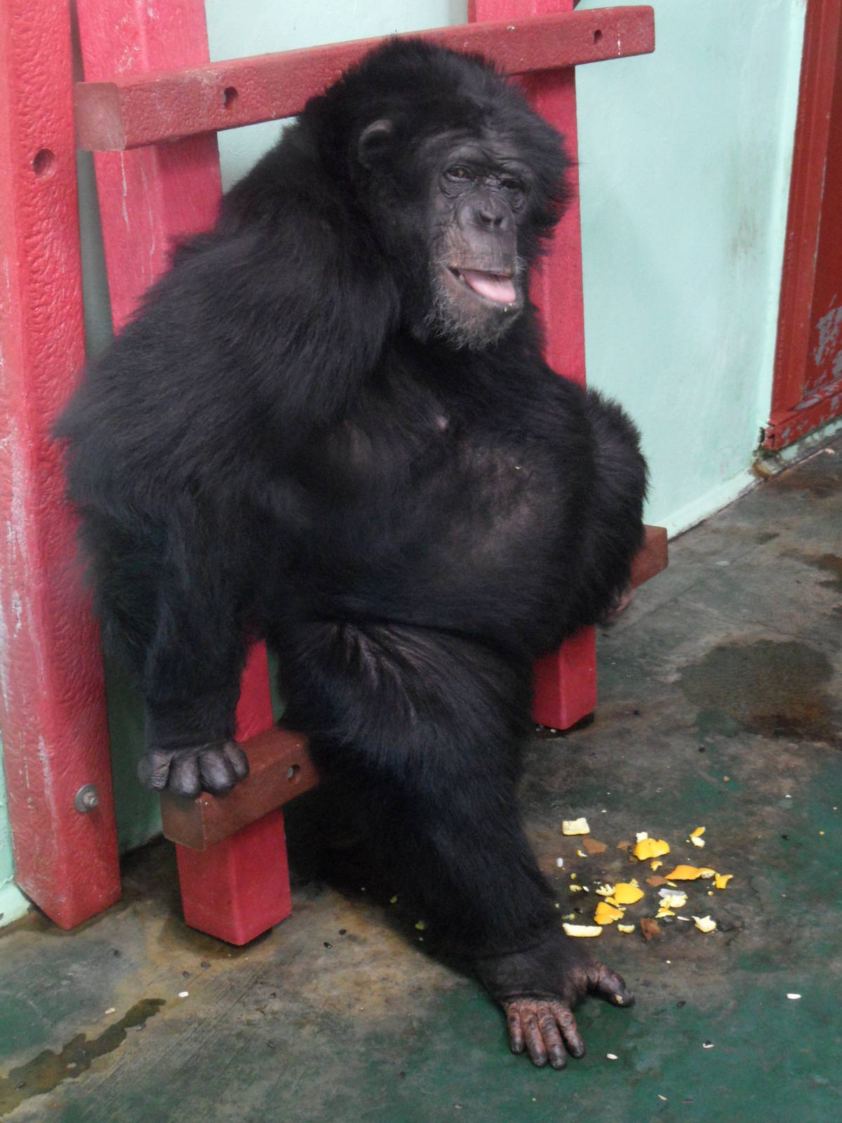 Female chimpanzee