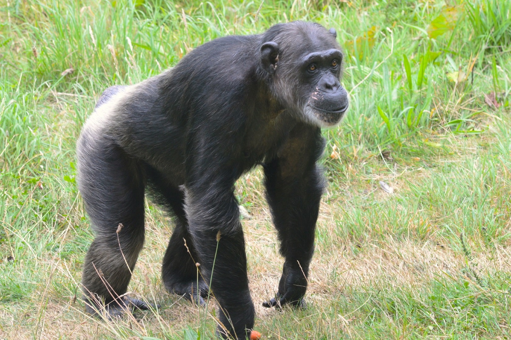 Female chimpanzee