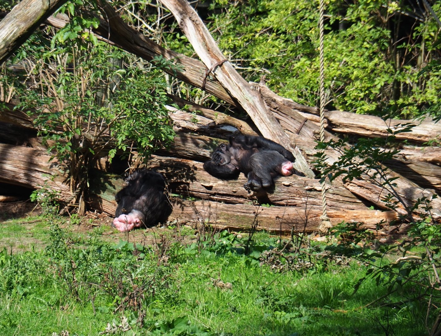 Female Chimpanzees (Pan troglodytes) on their island (Sep 16th, 2018)