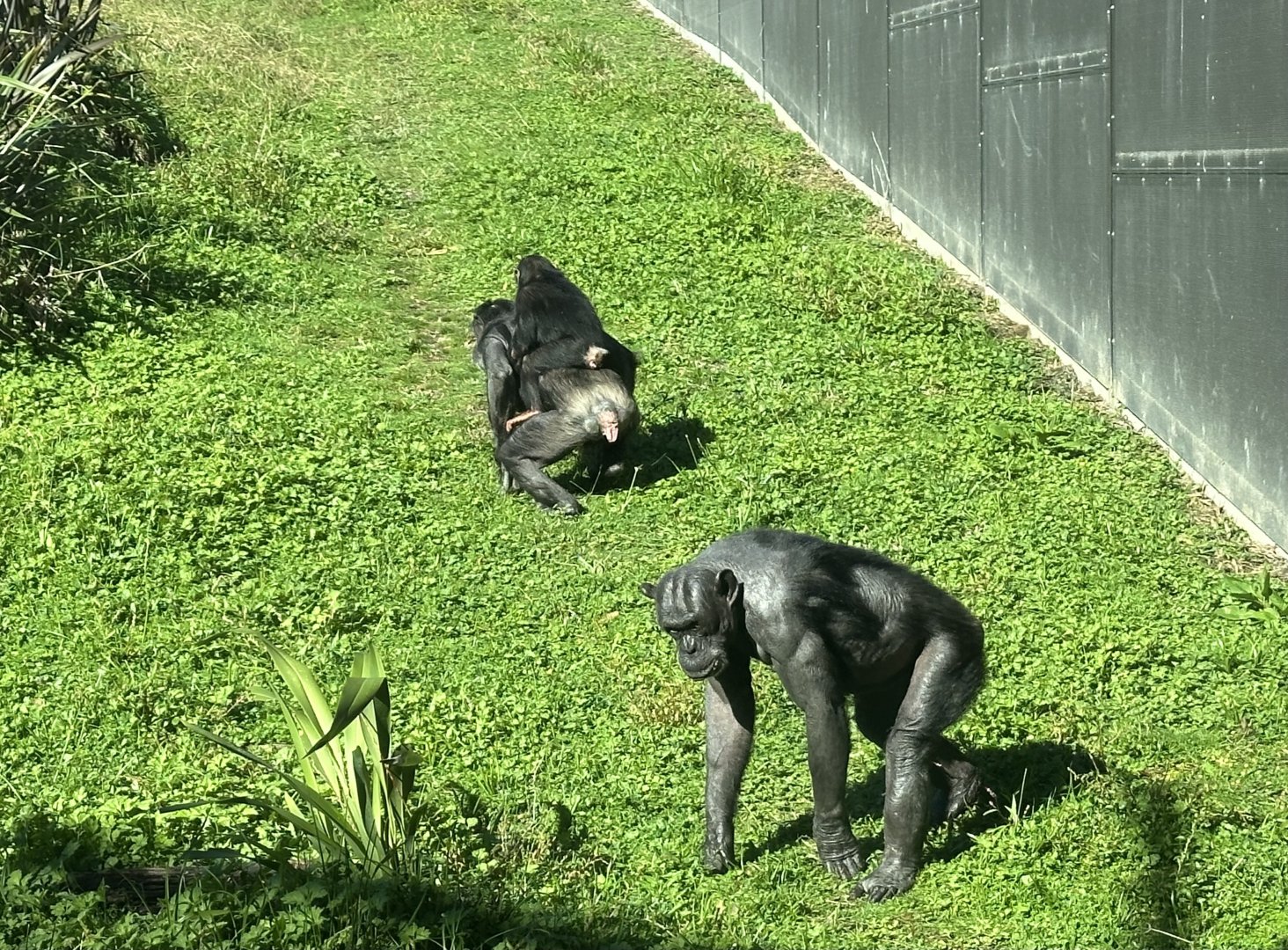 Female Chimpanzees