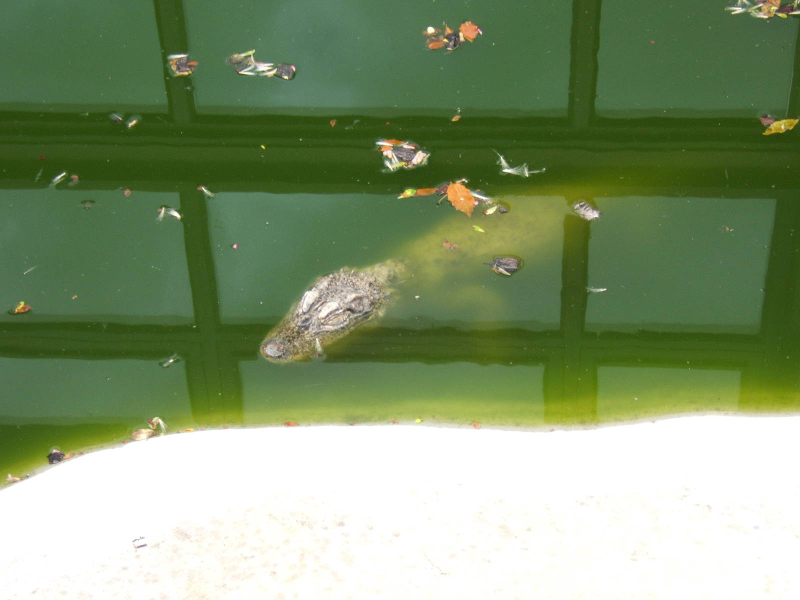 female Chinese Alligator outside