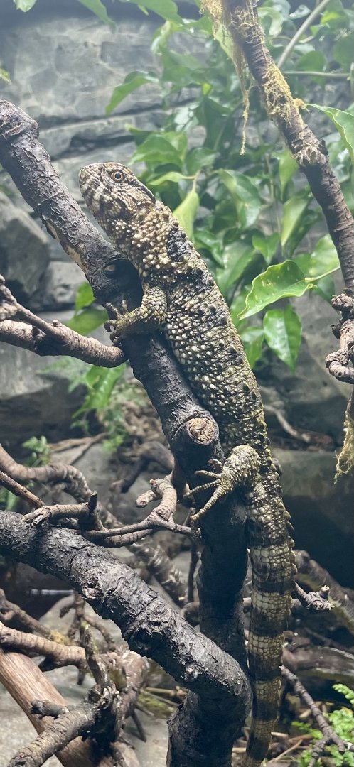 Female Chinese Crocodile Lizard, Shinisaurus crocodilurus