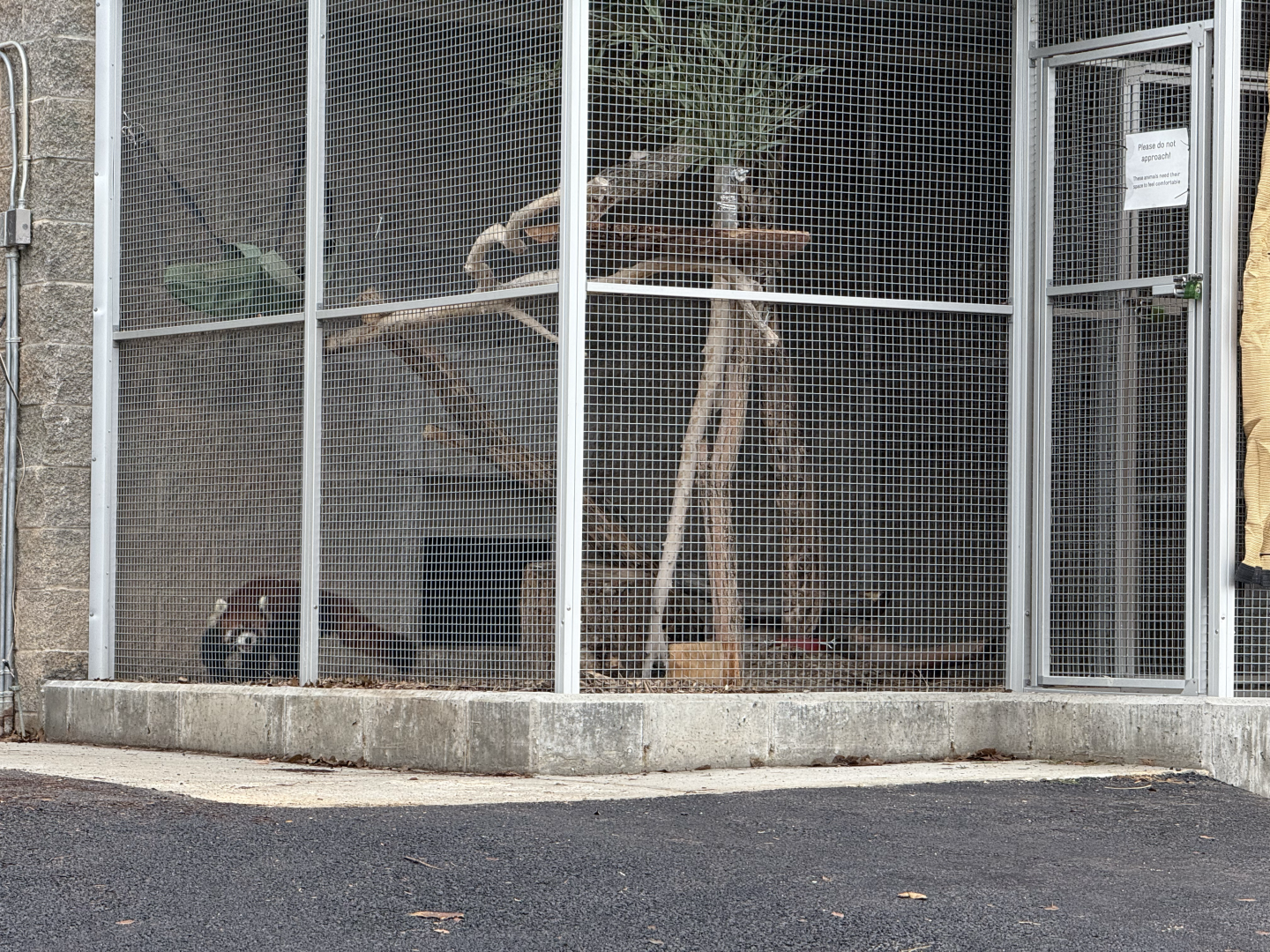 Female Chinese Red Panda - Quarantine