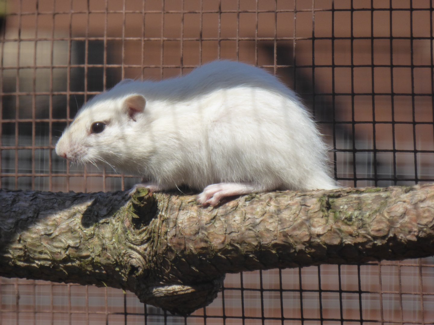 Female Chipmunk, 12th June 2017