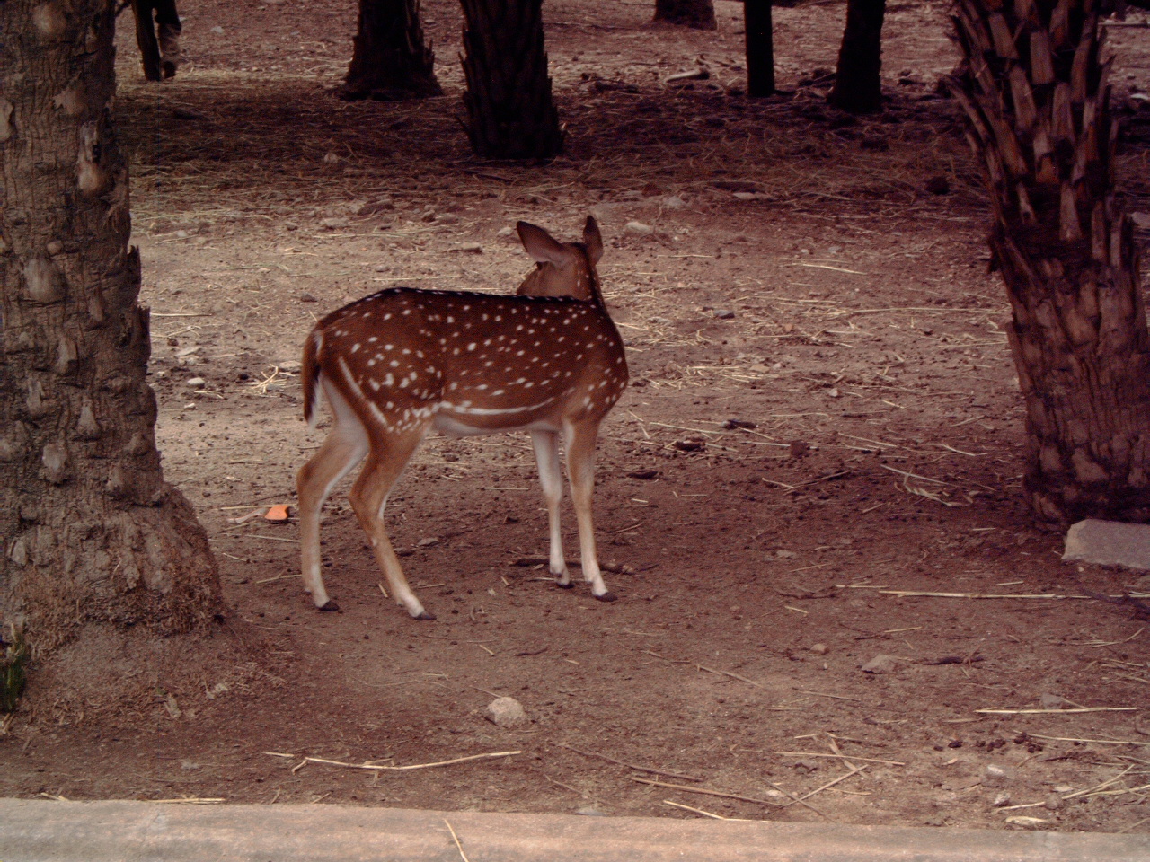 Female Chital (Axis axis)