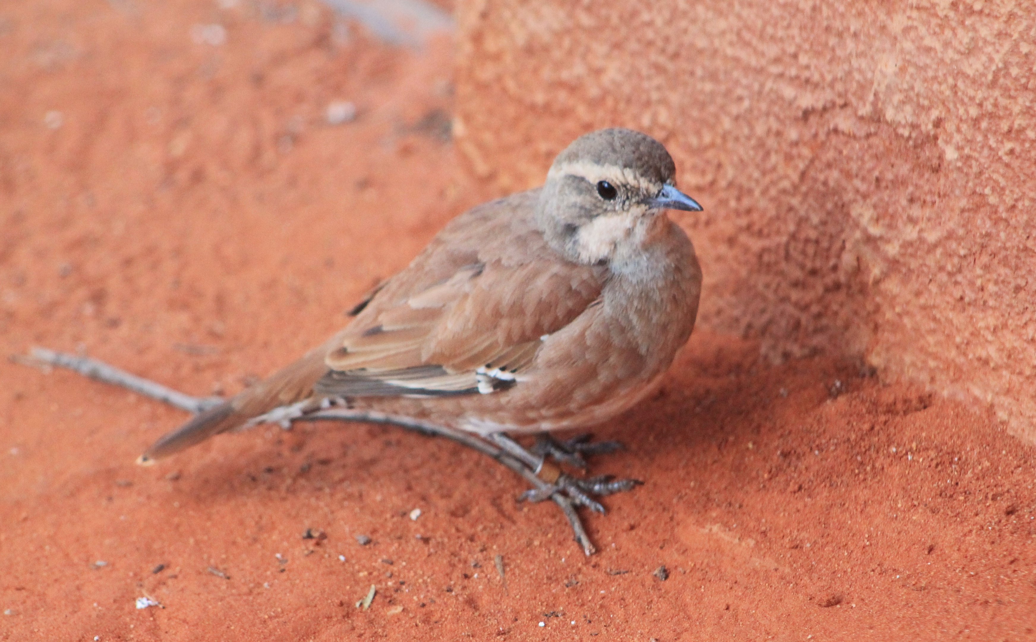 female Cinnamon Quail-thrush (Cinclosoma cinnamomeum)
