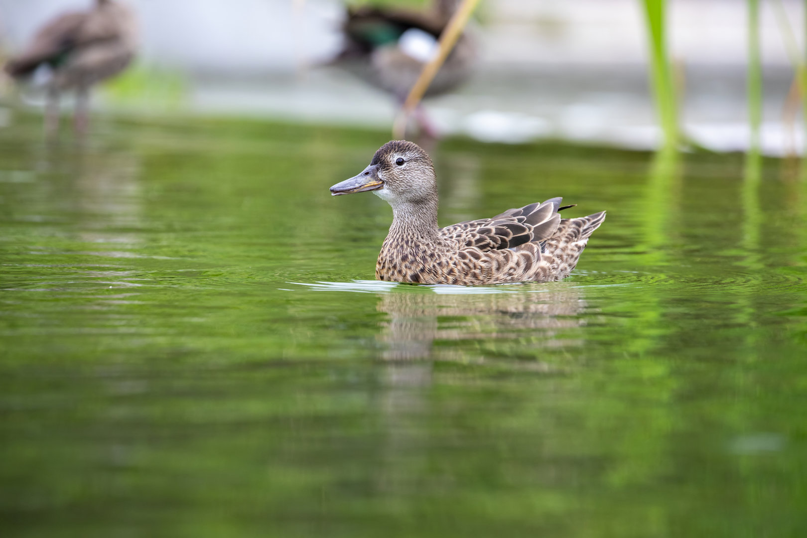 Female Cinnamon Teal (Anas cyanoptera)