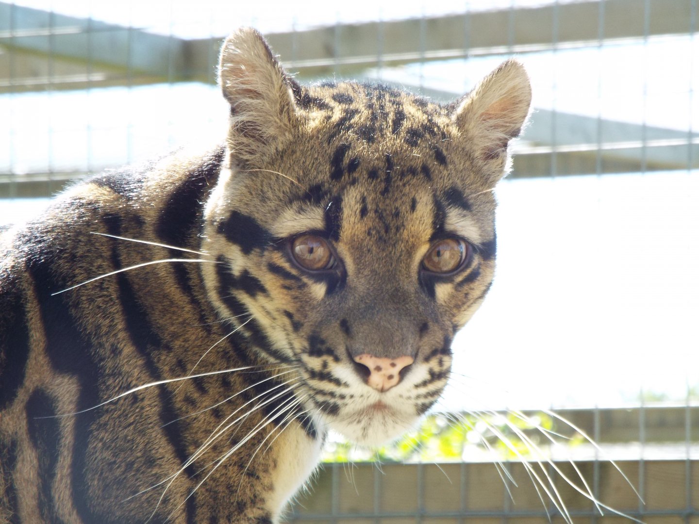 Female Clouded Leopard, Exmoor Zoo
