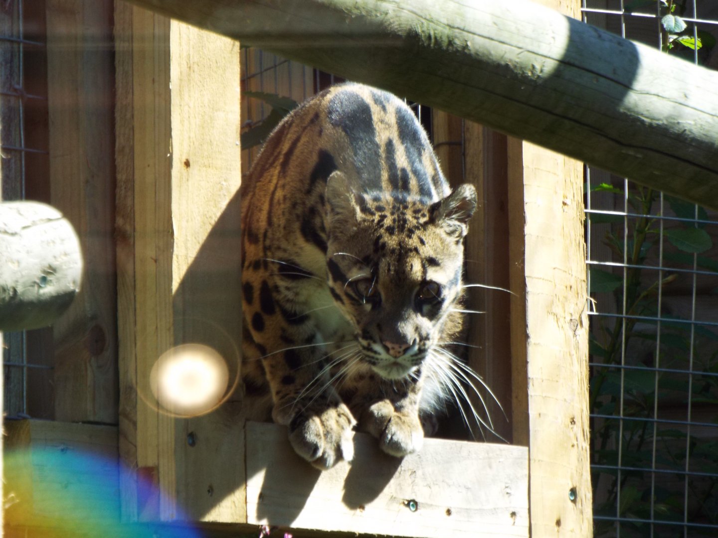 Female Clouded Leopard, Exmoor Zoo