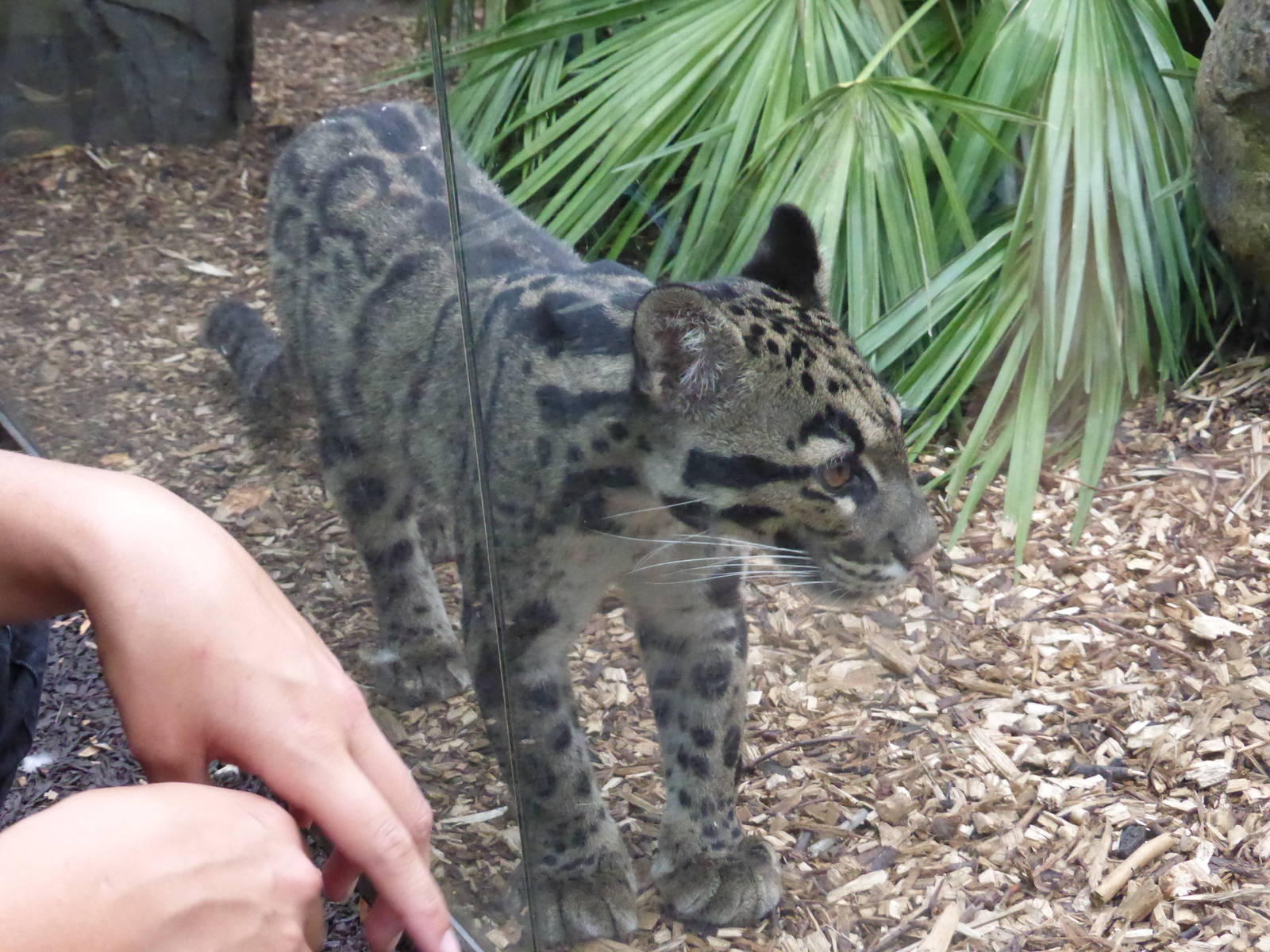 Female Clouded Leopard