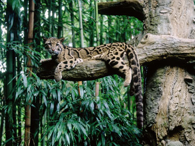 female clouded leopard