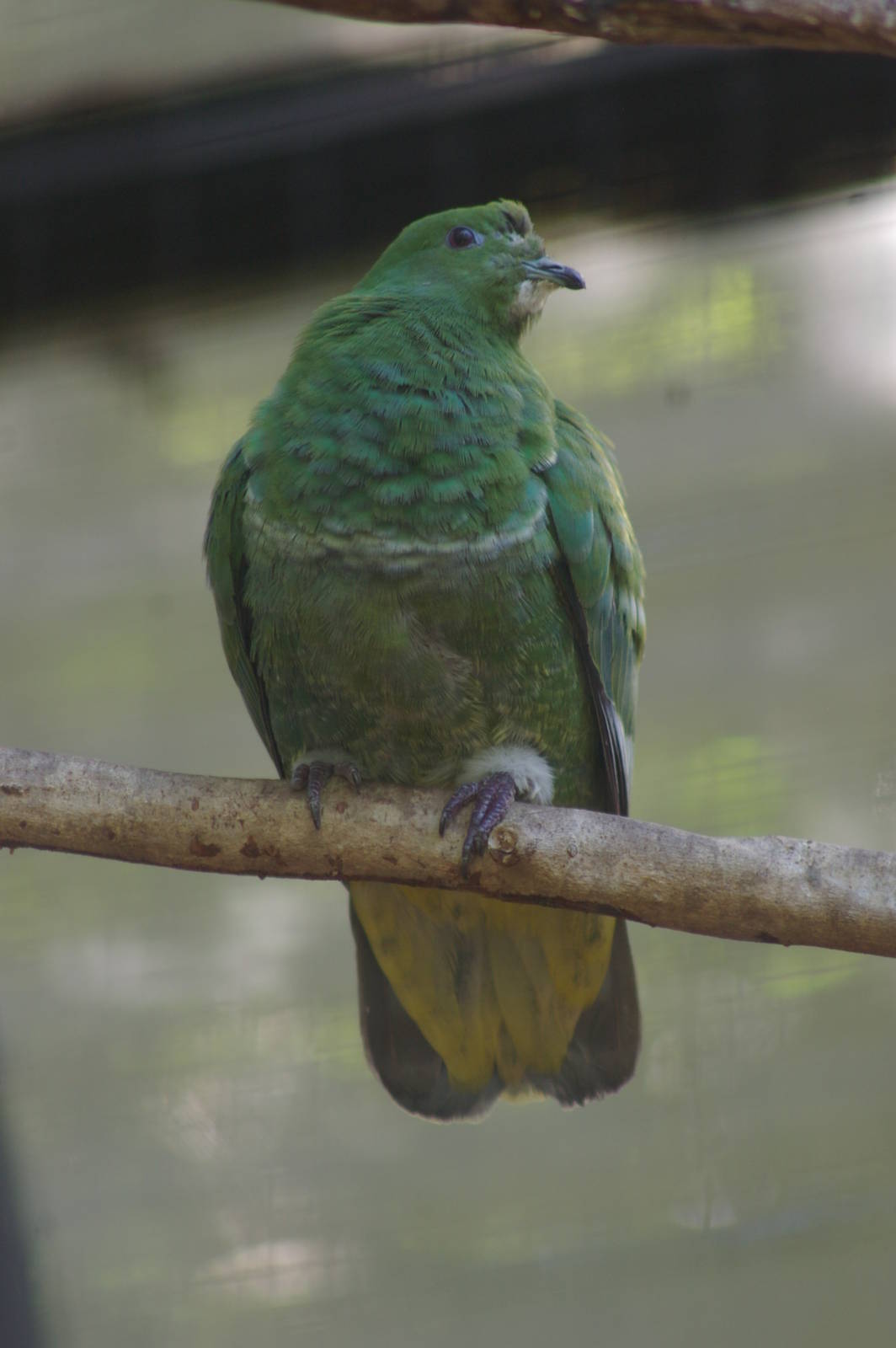 female cloven-feathered dove (Drepanoptila holosericea)