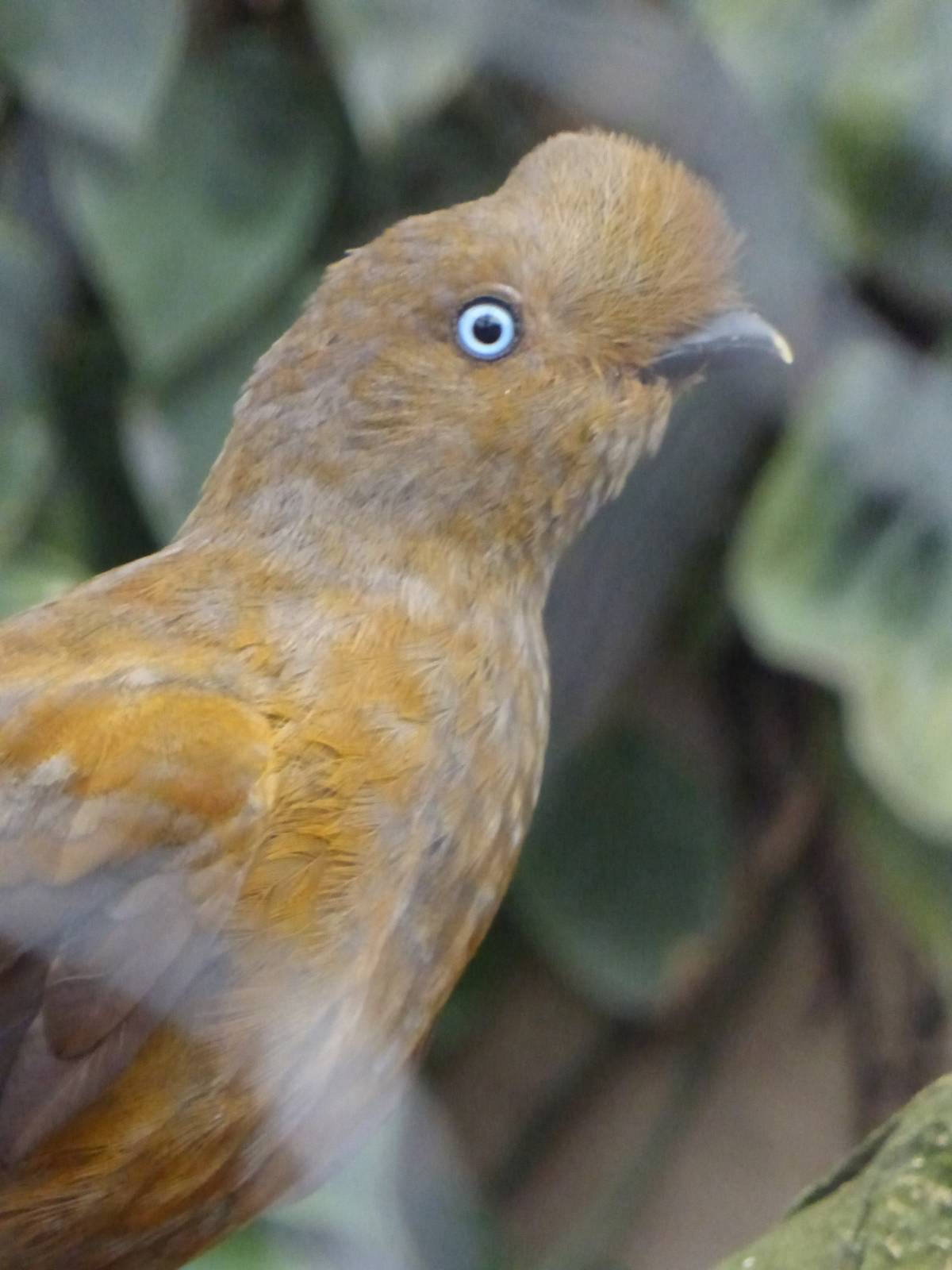 Female cock of the rock