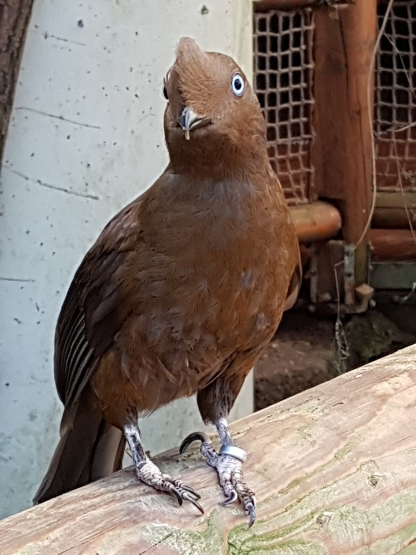 Female Cock of the rock