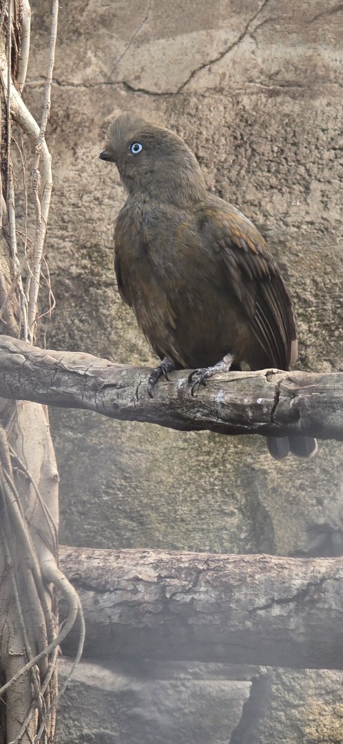Female cock of the rock