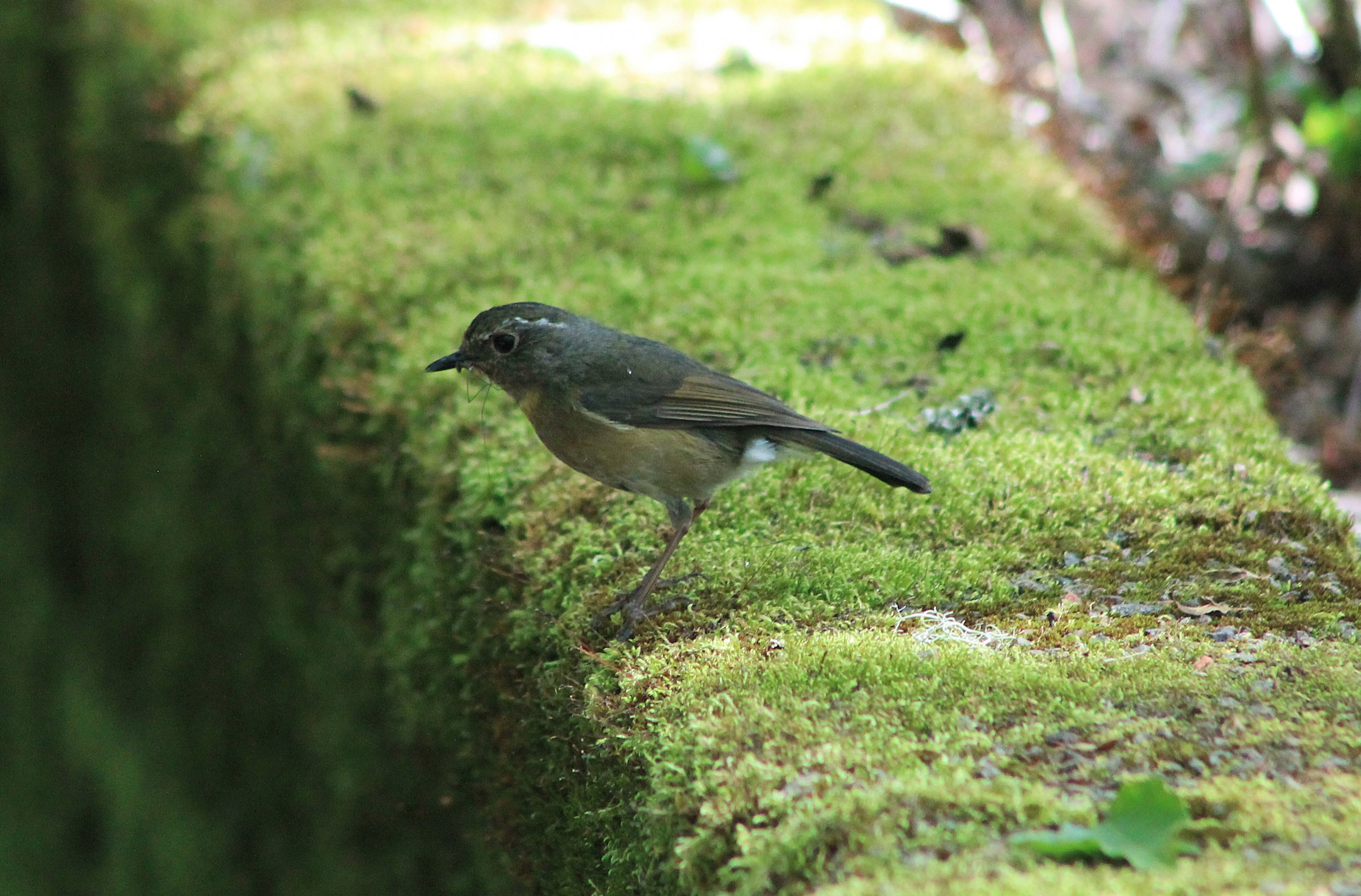 female Collared Bush-Robin (Tarsiger johnstoniae)