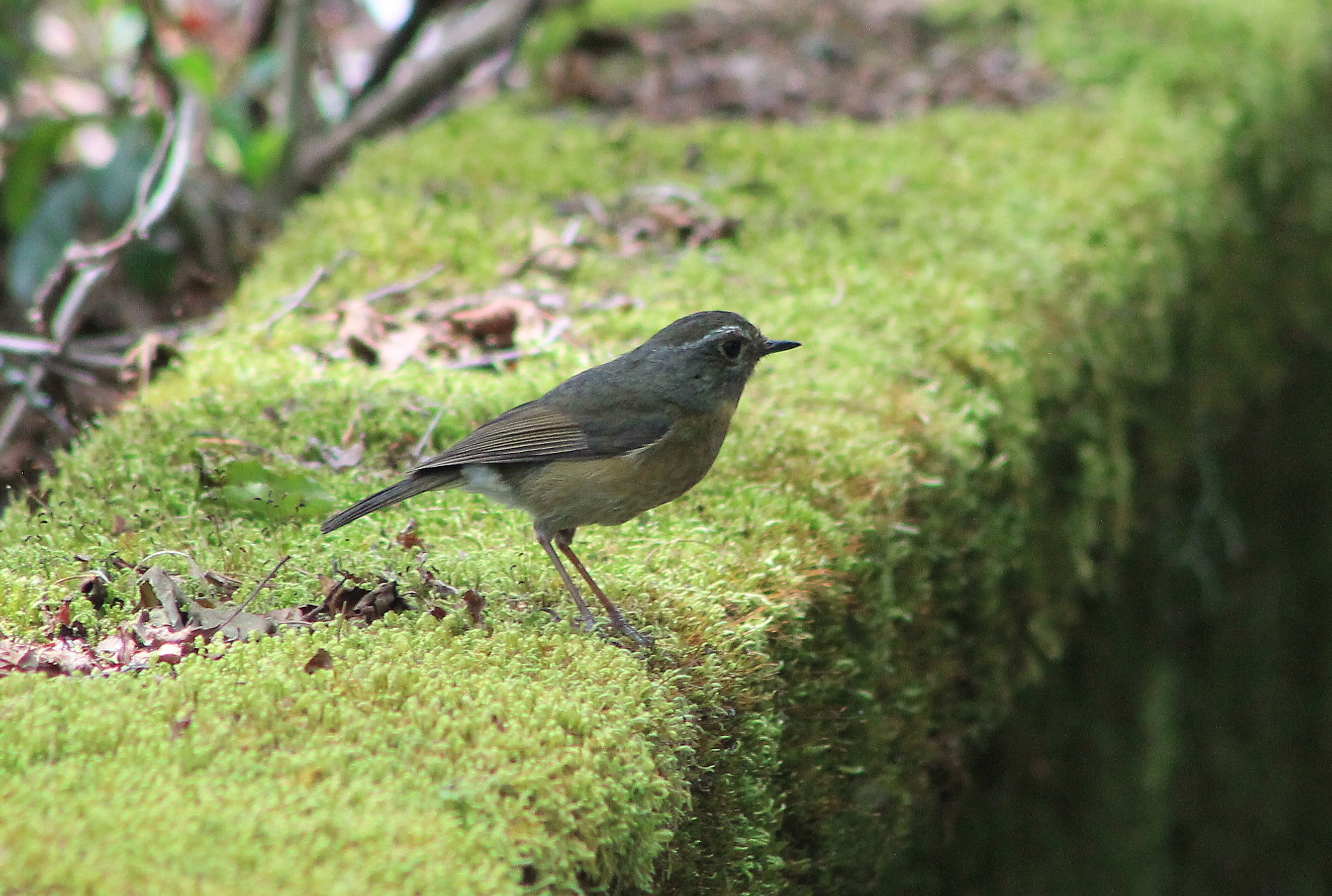 female Collared Bush-Robin (Tarsiger johnstoniae)