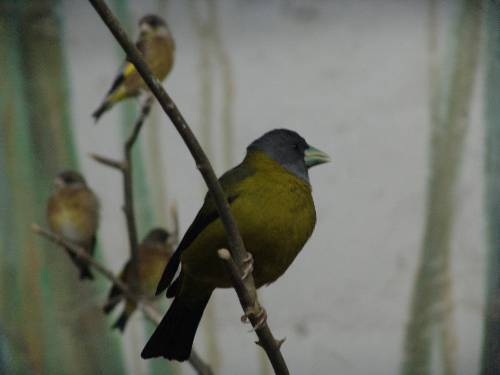 Female Collared Grosbeak (Mycerobas affinis)