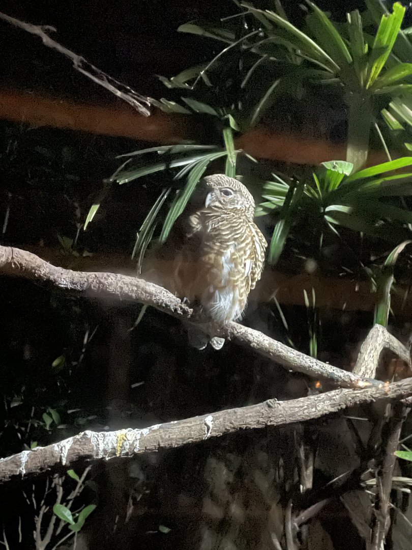 Female Collared Owlet (Glaucidium brodiei)