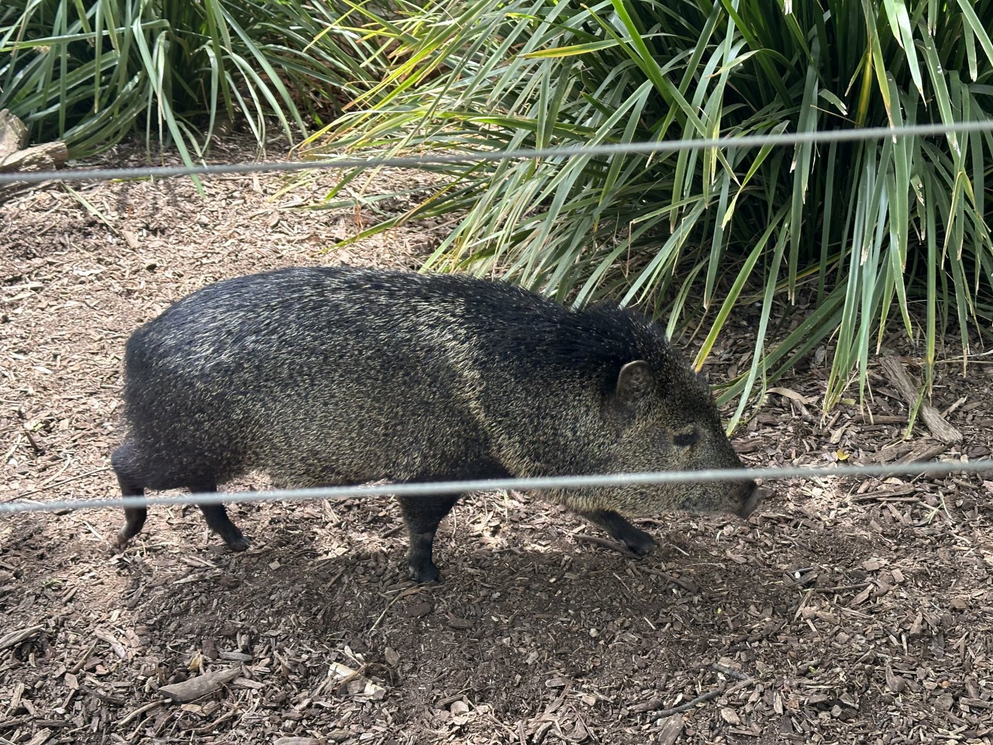 Female Collared peccary (Pecari tajacu)