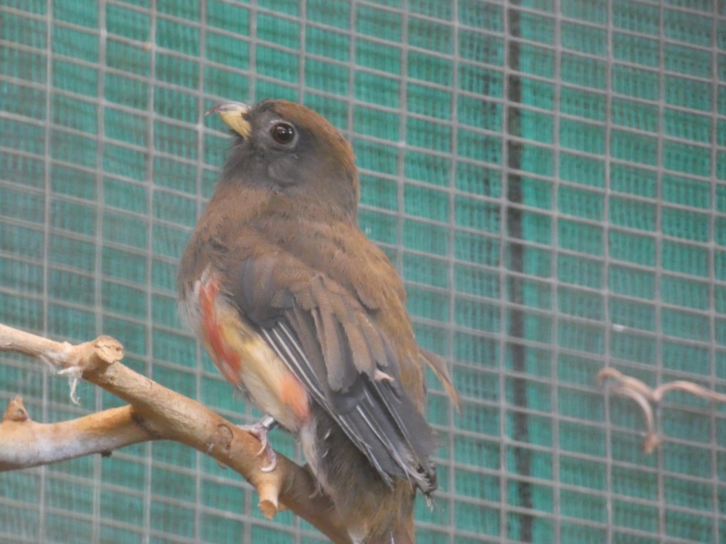 Female Collared Trogon in Tropical Realm