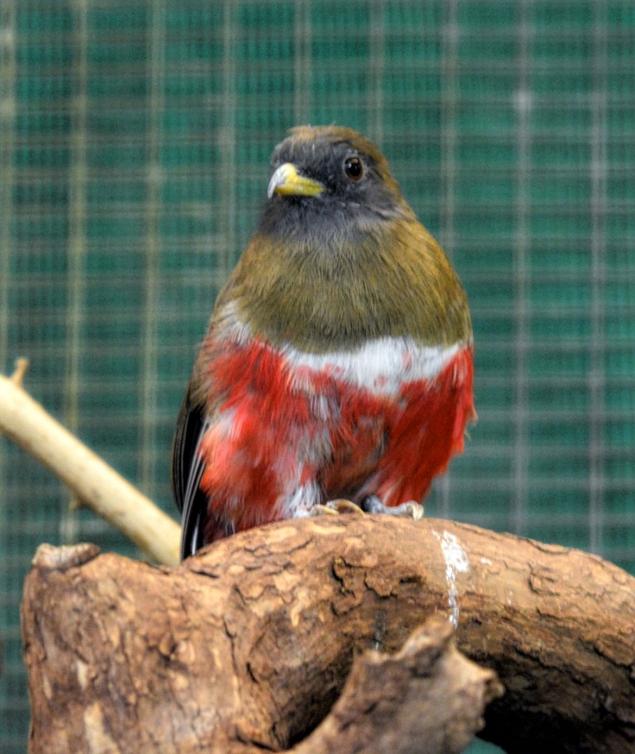 Female Collared Trogon