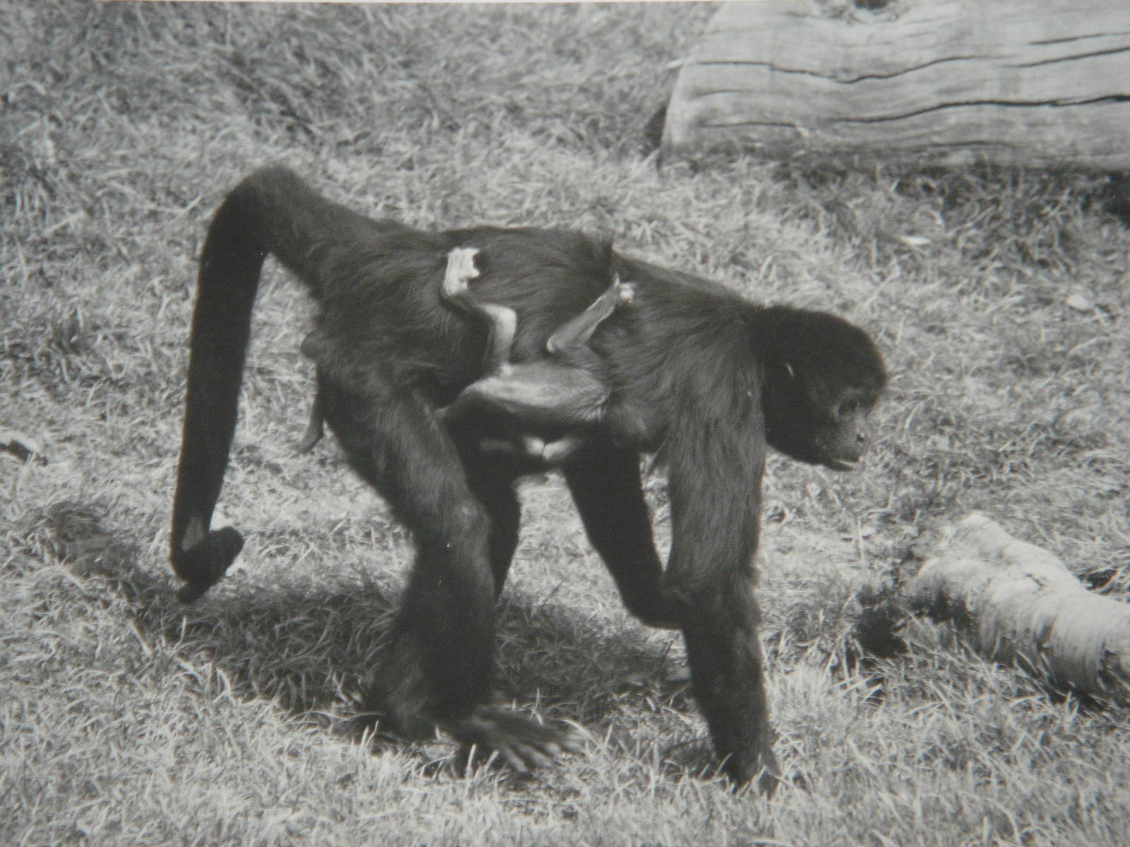 Female Colombian Black Spider Monkey 1992
